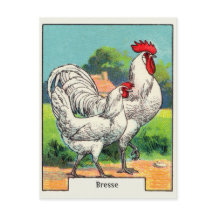 Vintage Bresse Chicken