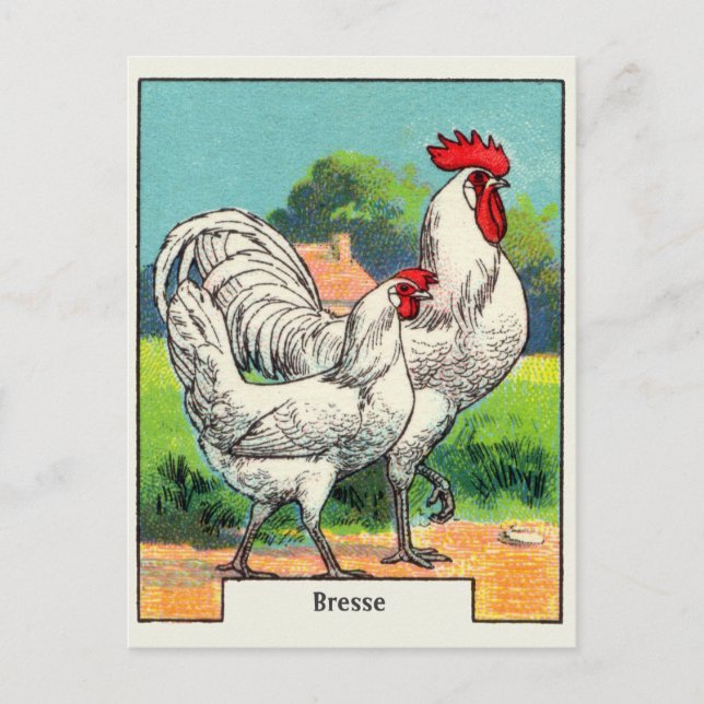 Vintage Bresse Chicken Postcard (Front)