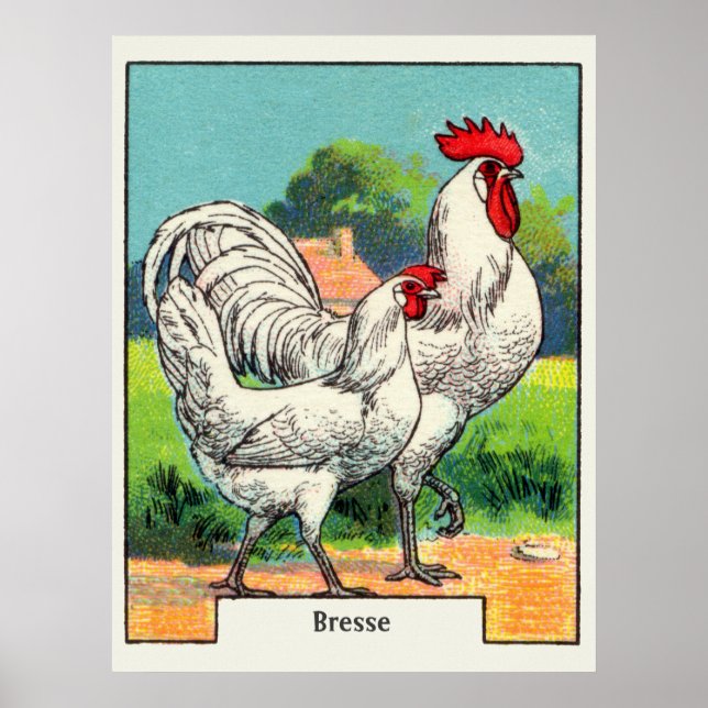 Vintage Bresse Chicken Poster (Front)