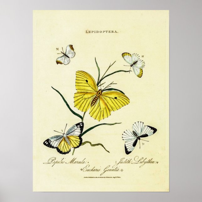  Vintage British Butterflies  Poster (Front)