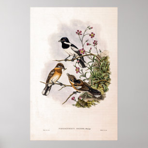 Vintage Brodie’s Flycatcher by John Gould Poster