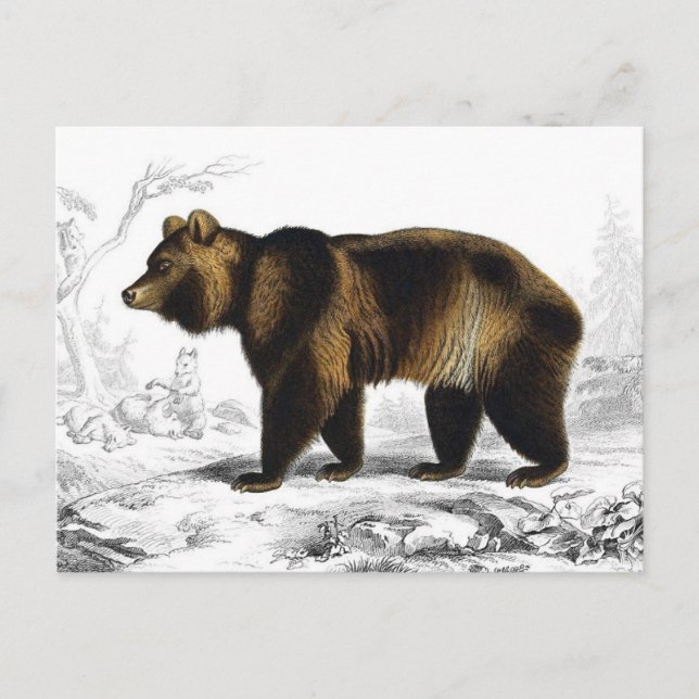 Vintage Brown Bear 1849 Book Illustration Postcard (Front)