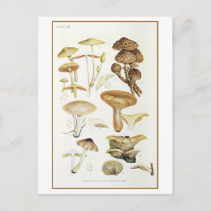 Vintage Brown Mushroom Illustration Postcard