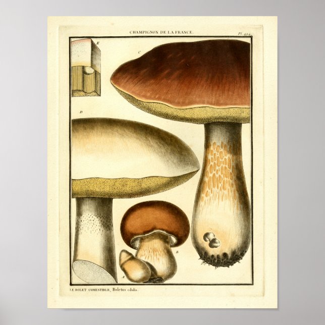 Vintage Brown Mushrooms French Art Print (Front)