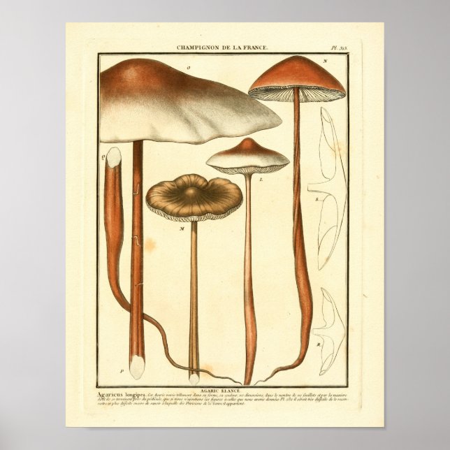 Vintage Brown Mushrooms French Art Print (Front)