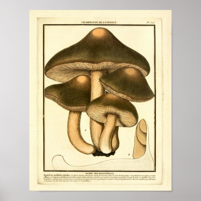 Vintage Brown Mushrooms French Art Print (Front)