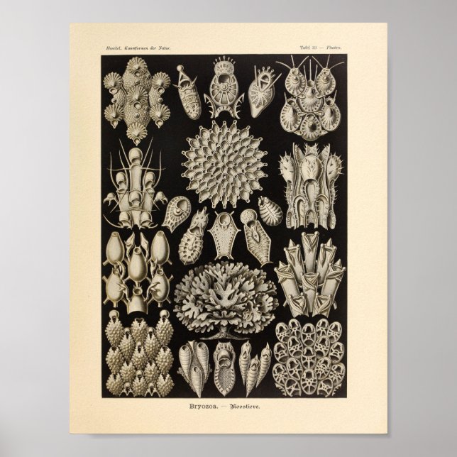 Vintage Bryozoa Colour Ernst Haeckel Print (Front)