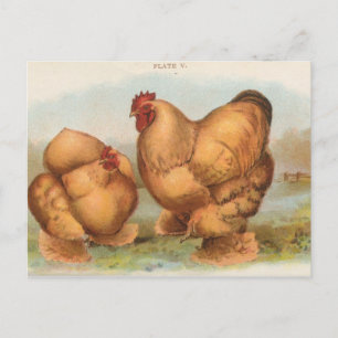 Vintage "Buff Cochin Chickens" Postcard