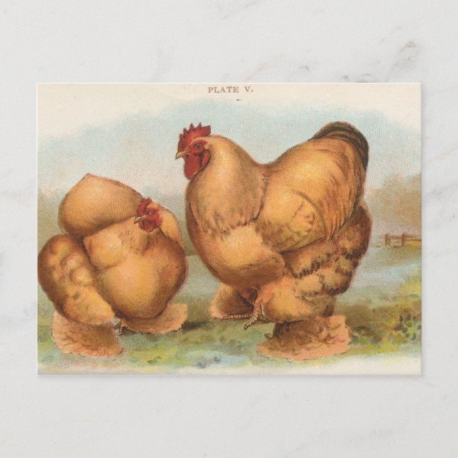 Vintage "Buff Cochin Chickens" Postcard (Front)