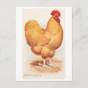 Vintage Buff Orpington Cock Postcard