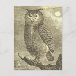 Vintage Buffon Eagle Owl Postcard