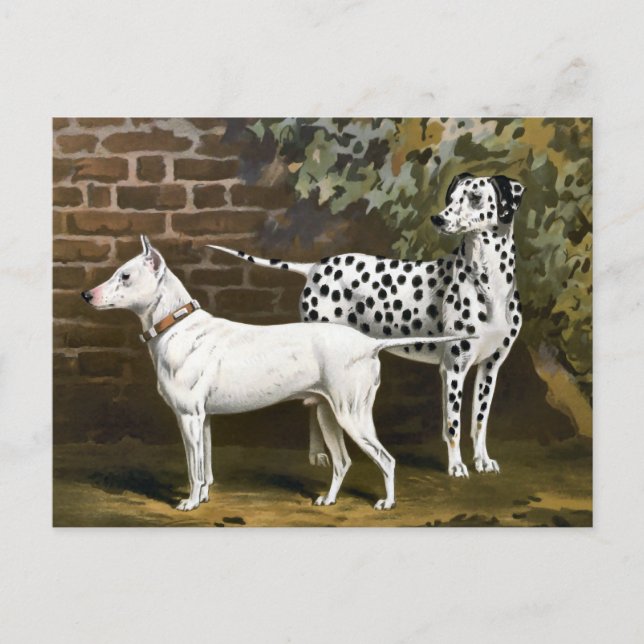 Vintage Bull Terrier and Dalmatian dog art Postcard (Front)