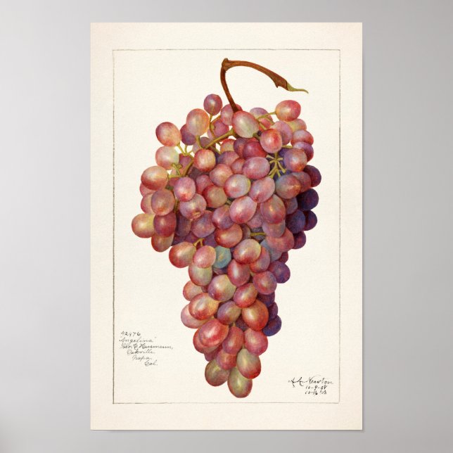 Vintage Bunch of Red Grapes Fruit Painting Poster (Front)