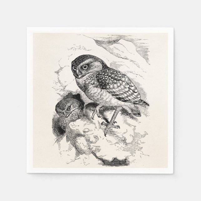 Vintage Burrowing Owl Chick Bird Illustration Napkin (Front)