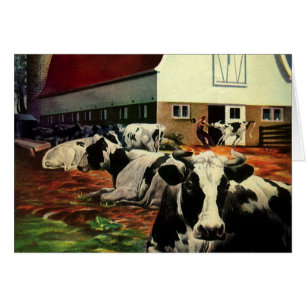 Vintage Business, Holstein Milk Cows on Dairy Farm