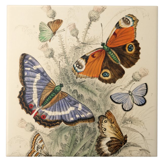 Vintage Butterflies by Oliver Goldsmith Tile (Front)
