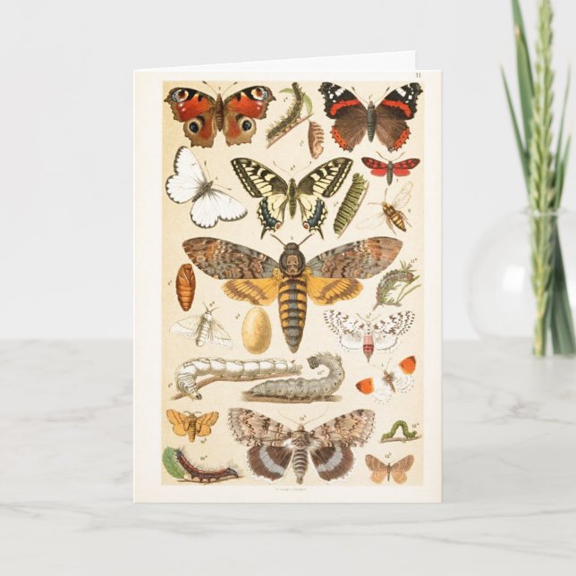 Vintage Butterflies Caterpillars Illustration Art Card (Front)