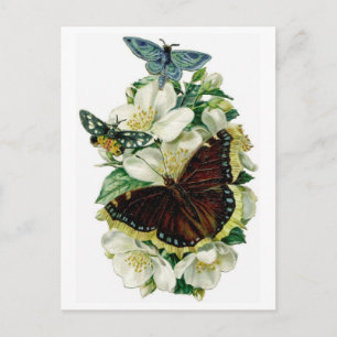 Vintage Butterflies & Flowers Postcard