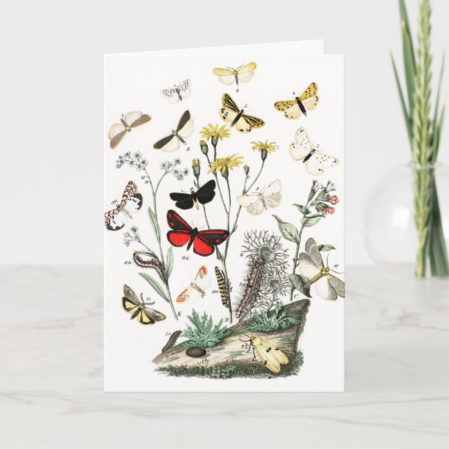 Vintage  Butterflies Illustration Artwork Card (Front)