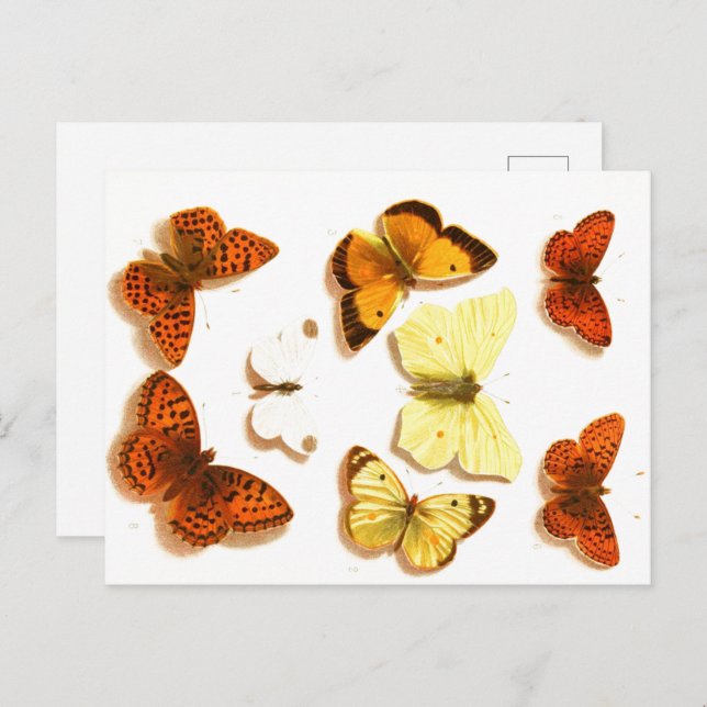Vintage Butterflies & Moths Zoological Sketch Post Postcard (Front/Back)