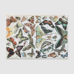 Vintage Butterflies of the World Tissue Paper