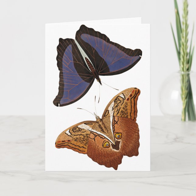 Vintage Butterflies Old Book Illustration Artwork Card (Front)