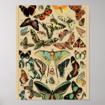Vintage Butterflies Papillons Poster