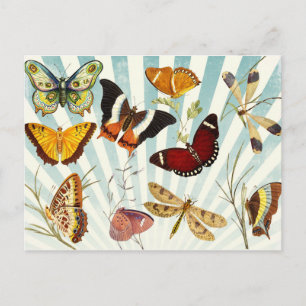 Vintage Butterflies Postcard