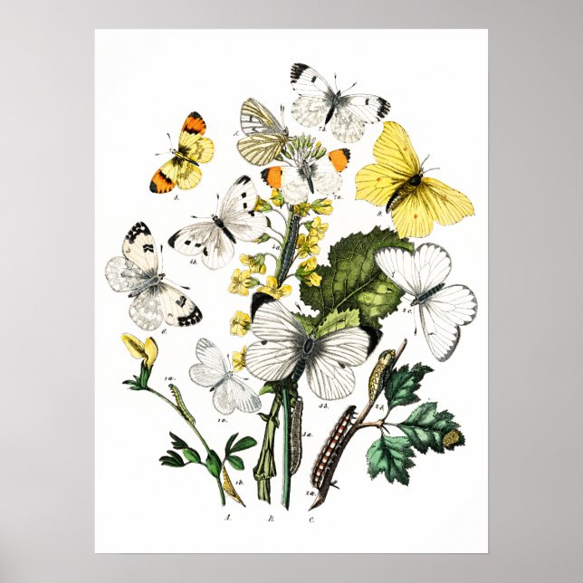 Vintage Butterflies Poster (Front)