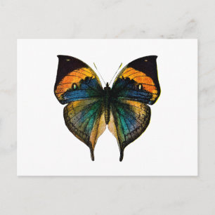 Vintage Butterfly - 1800's Antique Butterfly Litho Postcard