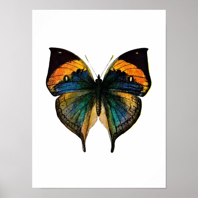 Vintage Butterfly - 1800's Antique Butterfly Litho Poster (Front)