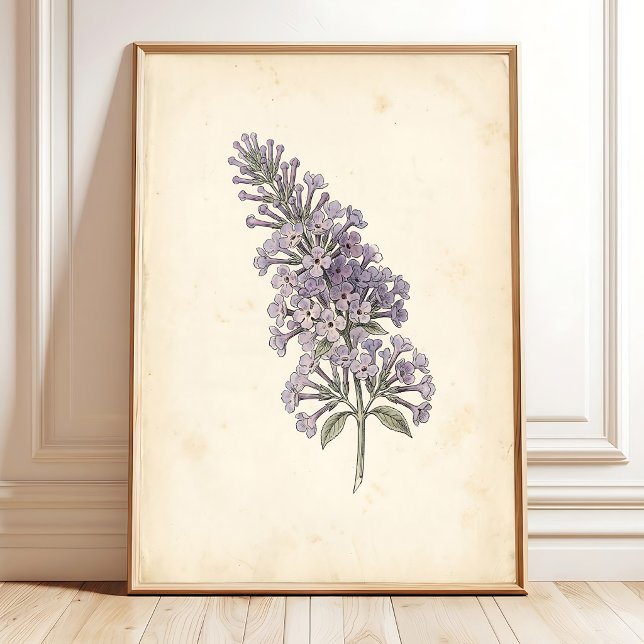 Vintage Butterfly Botanical Print Poster (Creator Uploaded)