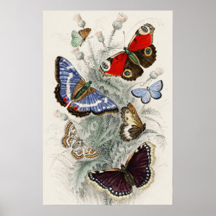 Vintage Butterfly Botanical Scientific Illustratio Poster