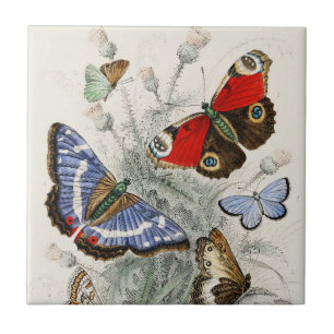 Vintage Butterfly Botanical Scientific Illustratio Tile