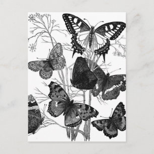 Vintage Butterfly Butterflies Print Postcard