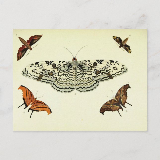 Vintage Butterfly Collage Postcard (Front)