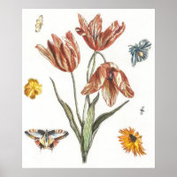 Vintage Butterfly Illustration