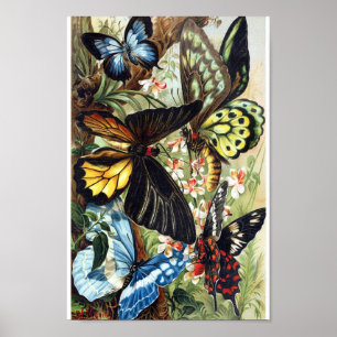 Vintage Butterfly Illustration Poster