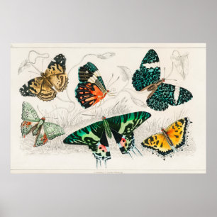 Vintage Butterfly Illustration Poster