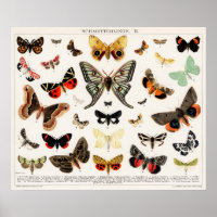Vintage Butterfly Illustration