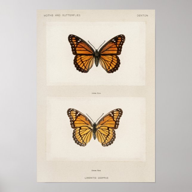 Vintage Butterfly Illustration Poster (Front)