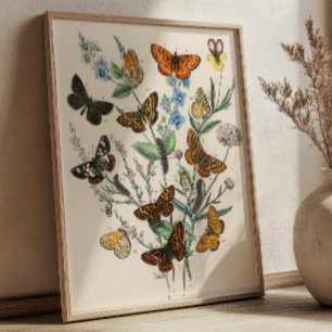 Vintage Butterfly Illustrations Botanical Art Poster