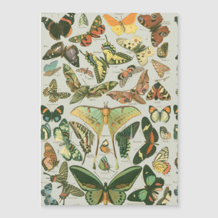 Vintage Butterfly Moth Pattern Print