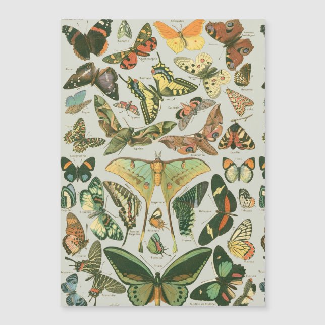 Vintage Butterfly Moth Pattern Print (Front)