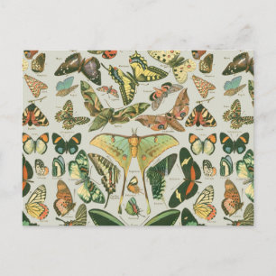 Vintage Butterfly Moth Pattern Print Postcard