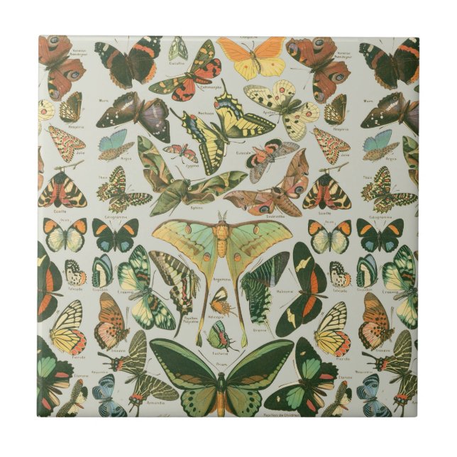 Vintage Butterfly Moth Pattern Print Tile (Front)