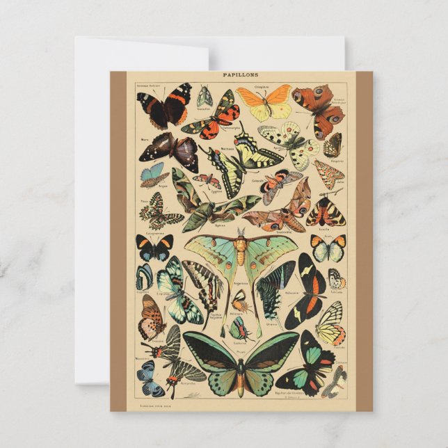 Vintage Butterfly Papillon Old Illustration Art (Front)
