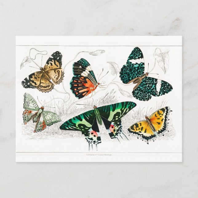 Vintage Butterfly Papillon Old Illustration Art Postcard (Front)