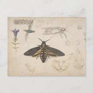 Vintage Butterfly Postcard