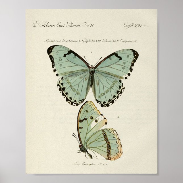 Vintage Butterfly Poster (Front)
